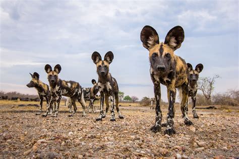 Will Burrard Lucas Photographer All About Photo