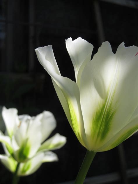 Tulipspringspring Flowerwhiteflowers Free Image From