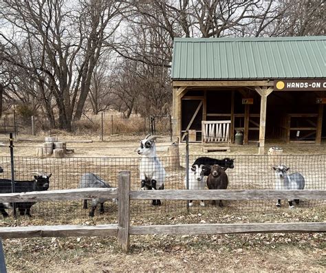 Domestic Goat Zoochat