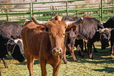 Cattlemen Honors Area Residents Local News Stories