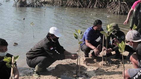 Wujudkan Kepedulian Lingkungan Bem Rema Undiksha Tanam Mangrove Di