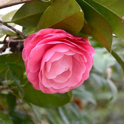 Nuccio S Cameo Camellia Buchanan S Native Plants