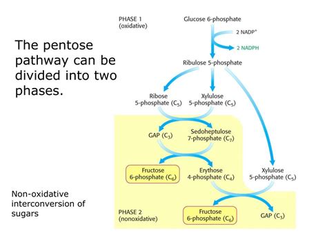 Ppt Lecture 7 Pentose Phosphate Pathway Powerpoint Presentation