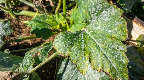 Powdery Mildew Treatment And Prevention