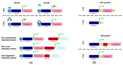 Externally Inducible Promoter Principle A The TET System For The