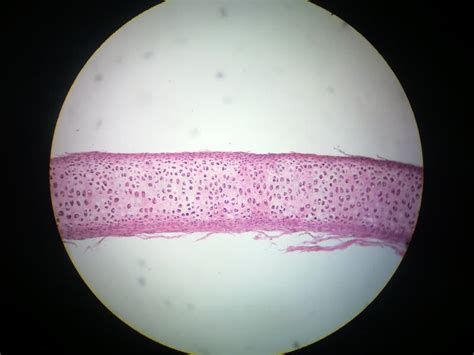 Chondrocytes stock photo. Image of collagen, lacuna, biology - 24741574