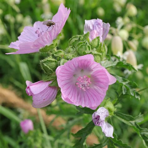 Moschus Malve Malva Moschata