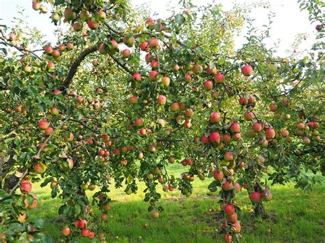 Planting Nurturing And Picking The Best Apples For Apple Bobbing The