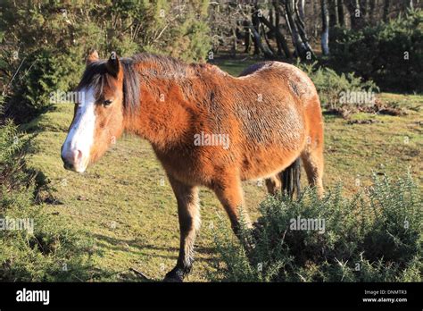 New Forest Pony In Winter Morning Sunshine In The New Forest National
