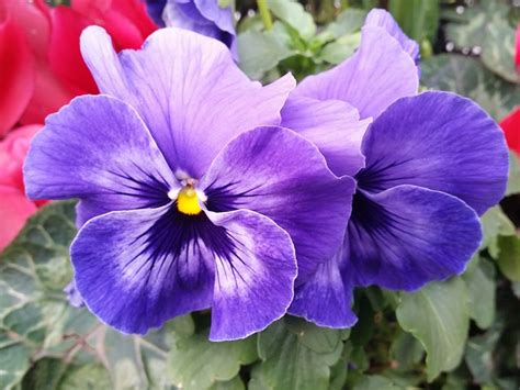 Giardino Fiorito D Inverno Ecco I Fiori Che Resistono Al Gelo