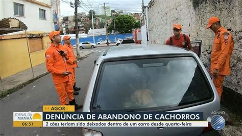 Cachorros S O Resgatados Ap S Passarem Dias Presos Dentro De Carro