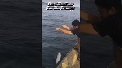 Panik DAPAT IKAN BESAR DARI ATAS DERMAGA Fishing Mancing Viral