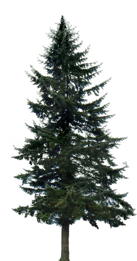 Download Pine Tree Png Image