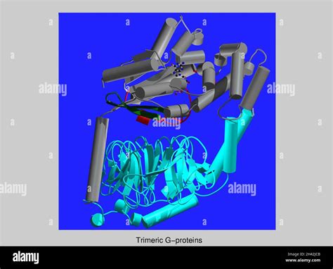 Molecular Model Of Trimeric G Protein Stock Photo Alamy