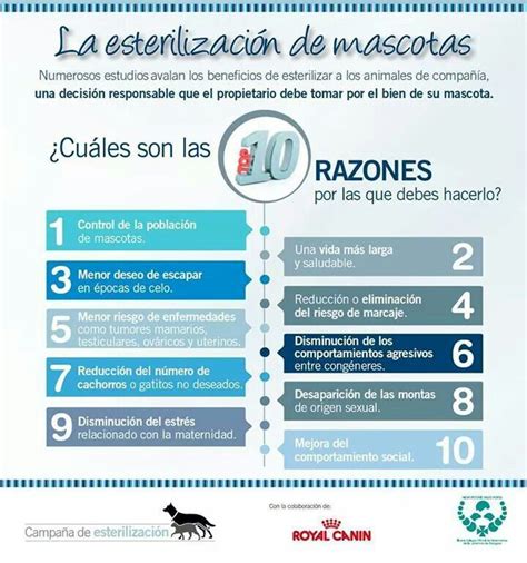 Razones para esterilizar a tu mascota Animal de compañía Mascotas Vida