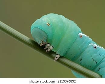 Close-up Tobacco Hornworm Caterpillar Tobacco Hawk Stock Photo 2113396832 | Shutterstock