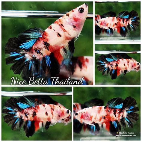 Betta Fish Female Blue Black Koi Gordon Hm