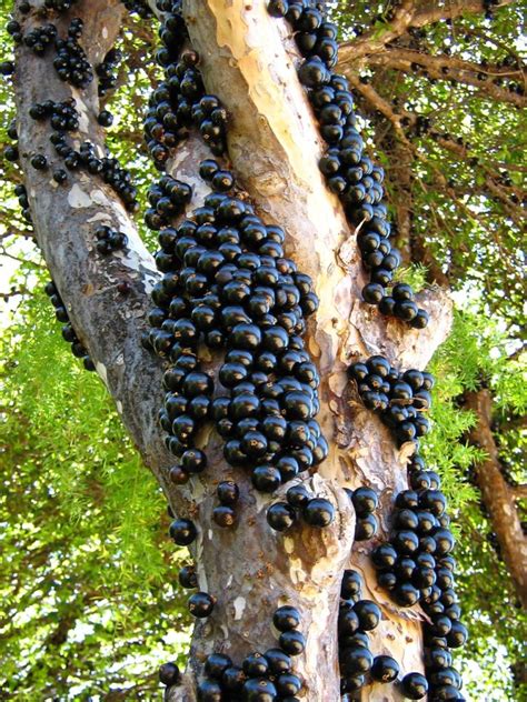 El Jaboticaba Cuidados Cultivo Y Beneficios Para La Salud JardinsGarden