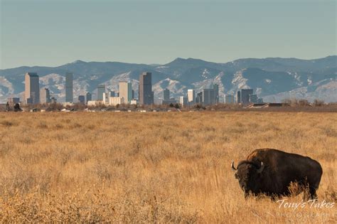 The Rocky Mountain Arsenal National Wildlife Refuge Is The Best Place