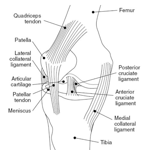 Medial Collateral Ligament Mcl Injury Symptoms Causes Treatment