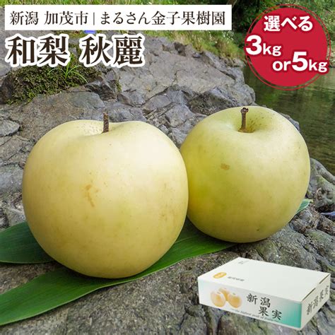 【楽天市場】【ふるさと納税】【贈答用】和梨 秋麗 選べる内容量 「3kg」or「5kg」《8月中旬から順次発送》 果物 なし 梨 フルーツ