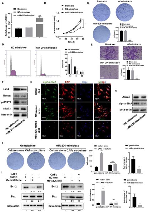 Exosome Delivered MiR 206 Eliminated The CCA CAF Mutually Promoting