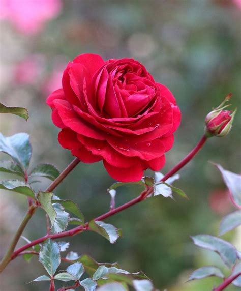 Pin By On In Beautiful Rose Flowers Beautiful