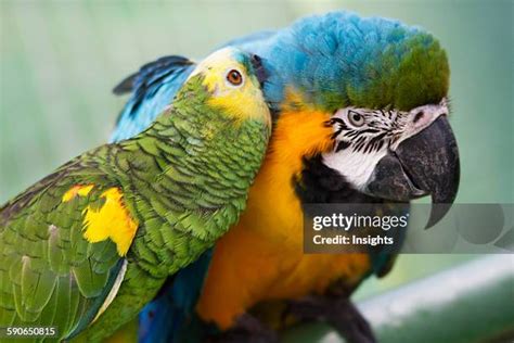 262 Golden Macaw Stock Photos, High-Res Pictures, and Images - Getty Images