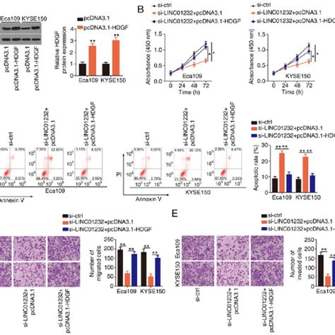 Upregulation Of Hepatoma Derived Growth Factor Hdgf Reverses The