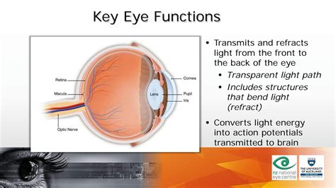 SOLUTION: Ophthalmology v eye anatomy and function - Studypool