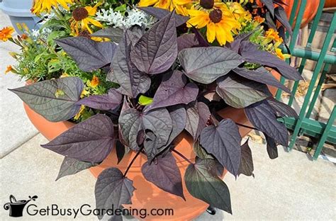 Sweet Potato Vine Plant Care And Growing Guide