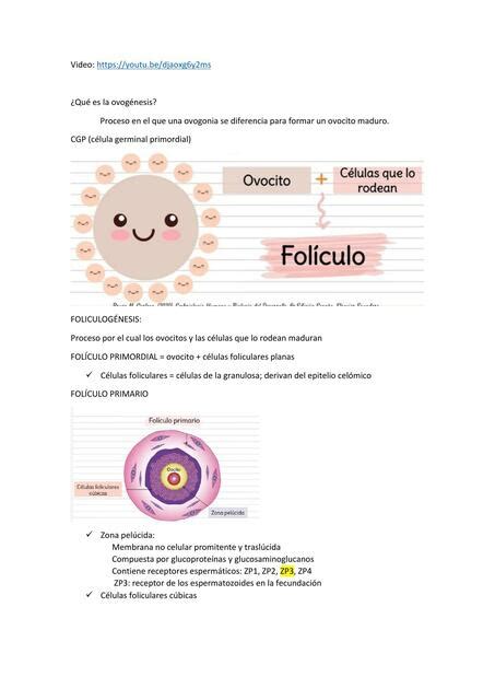 Ovogenesis Y Foliculo G Nesis Naomi Ambrosio Udocz