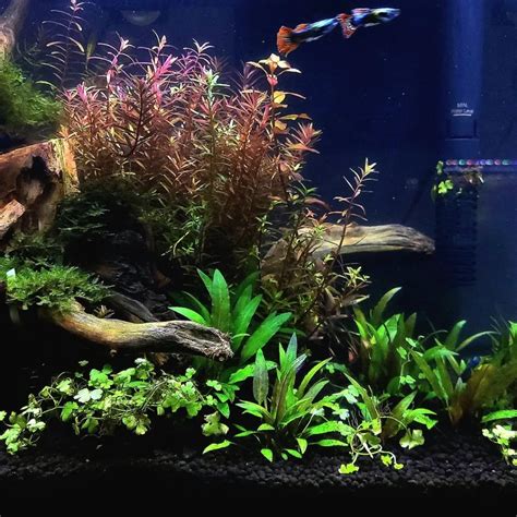 15+ Types of Cold Water Aquarium Plants (With Pictures) You Need to ...