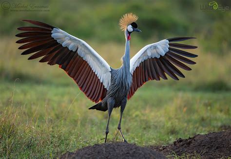 African Savanna Birds - Pets Lovers