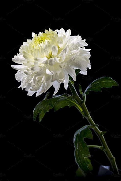 White Chrysanthemum On A Black Background Featuring Chrysanthemums