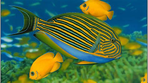 Fish Hd Wallpapers Colorful Fish Animals Photography Animals