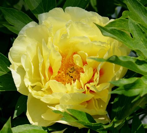 Yellow Peony by PennysPeanutGallery on DeviantArt