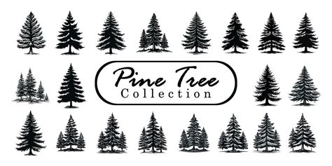 Pine trees silhouettes or fir trees collection set. Vintage Set of silhouettes of pine trees ...