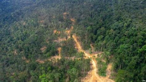 Melestarikan Hutan Tropis Di Indonesia Leuser Conservation Partnership