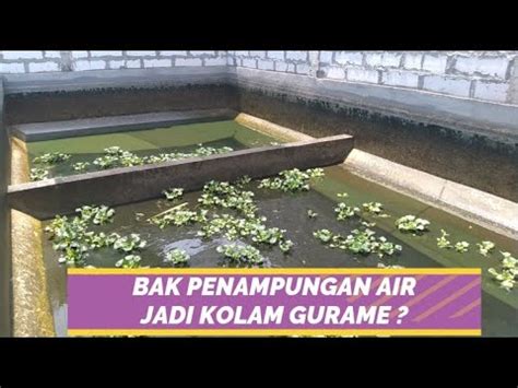 Cara Budidaya Ikan Gurame Di Kolam Beton Bak Penampungan Air Jadi