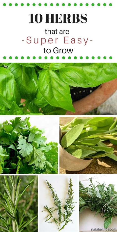 10 Easy To Grow Herbs Natalie Linda Herbs Vegetable Garden For