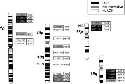 Loh Results Of 23 Microsatellite Markers Located On Chromosomes 1p 10