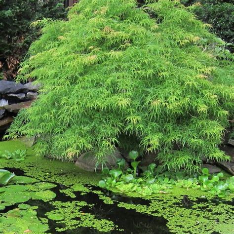 Acer Palmatum Dissectum Viridis Flickr Cultivar413