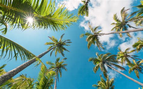 Vliestapete Coconut Heaven Ii Von Komar Fototapetede
