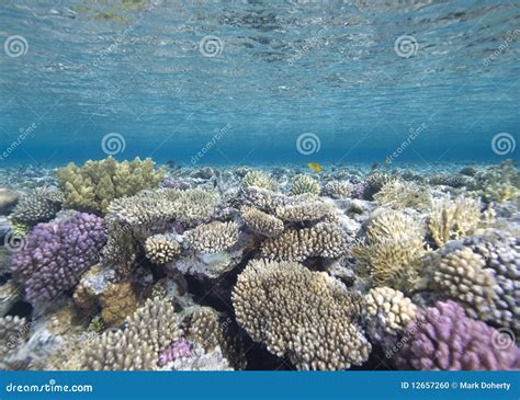 Shallow Tropical Coral Reef Stock Photo Image Of Destination Coral