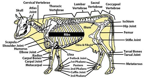 Cow Thoracic Vertebrae