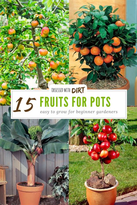 15 Container Gardening Fruit With Incredible Flavor Easy To Grow Backyard Vegetable Gardens