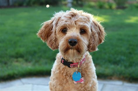 How Big Is A Cavapoo Full Grown All About Cavapoo Size