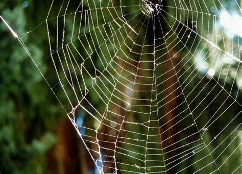 Spider Web Cobwebs Protein Be Free Photo On Pixabay Pixabay