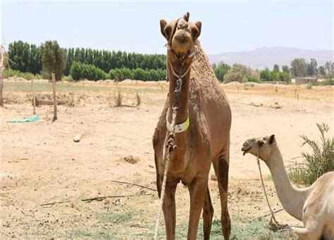 قرار سعودي بترحيل الأبل والماشية المملوكة للغير خارج أراضيها